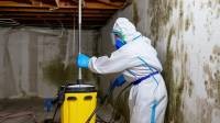 Mold Remediation