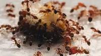 Ant Services