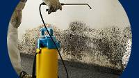 Mold Removal